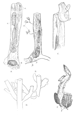 Illustration: Fig. 37.—Victorella
bengalensis (type specimens).