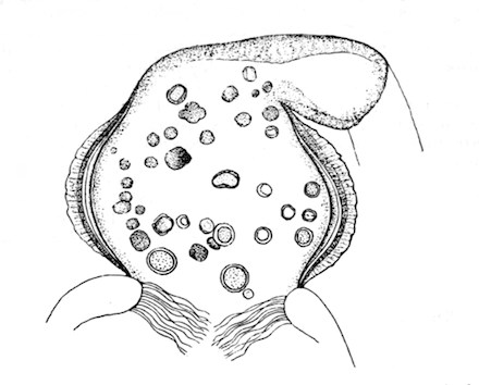 Illustration: Fig. 38.—Optical
section of gizzard of Hislopia lacustris, with contained green cysts, 
240.