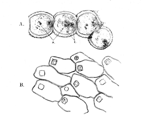 Illustration: Fig. 39.—Hislopia
lacustris.