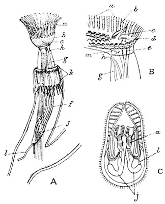 Illustration: Fig. 40.—Structure of
the Plumatellina (after Allman).