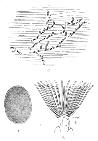 Illustration: Fig. 41.—Fredericella
indica.