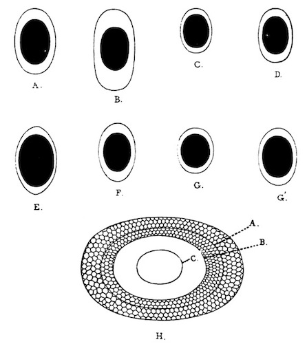 Illustration: Fig. 42.—Outlines of
free statoblasts of Plumatella (enlarged).