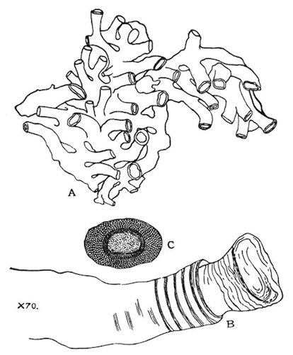 Illustration: Fig. 44.—Plumatella
tanganyik from Igatpuri Lake.