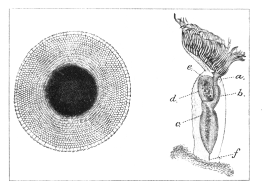 Illustration: Fig. 47.—Pectinatella
burmanica.