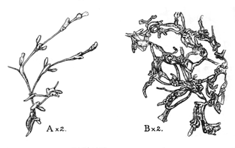 Illustration: Fig. 49.—Stolella
himalayana (types, from the Kumaon lakes).
