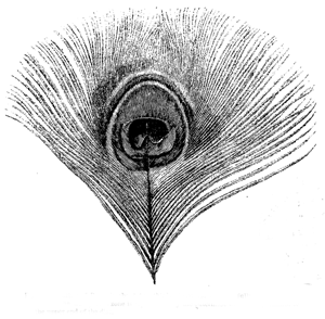 Fig. 53. Feather of Peacock, about two-thirds of natural size, carefully drawn by Mr.
Ford. The transparent zone is represented by the outermost white zone, confined to
the upper end of the disc.