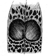 Fig. 55. Part of a tail-covert of Polyplectron
malaccense, with the two
oval ocelli, partially confluent, of nat. size.