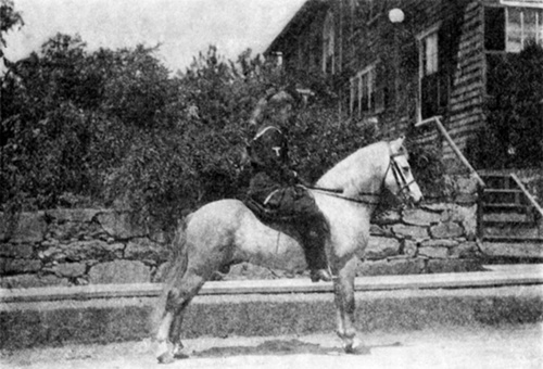 IMPORTED WELSH STALLION MY LORD PEMBROKE
  Winner of First Prize at Chestnut Hill Horse Show 1912. Twelve hands