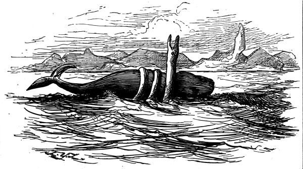 serpent wrapped around a whale
