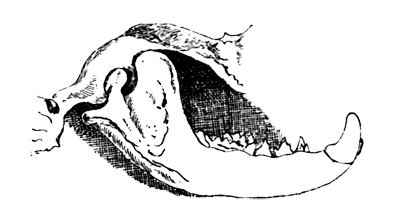 Fig. 3. Lower Jaw of Badger.