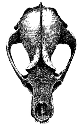 Fig. 5. Skull of Badger—front view.