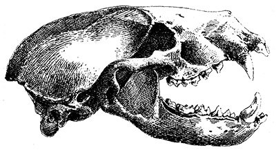 Fig. 6. Skull—side view.