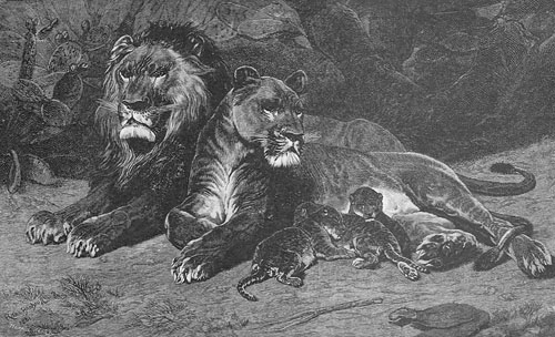 Lion family