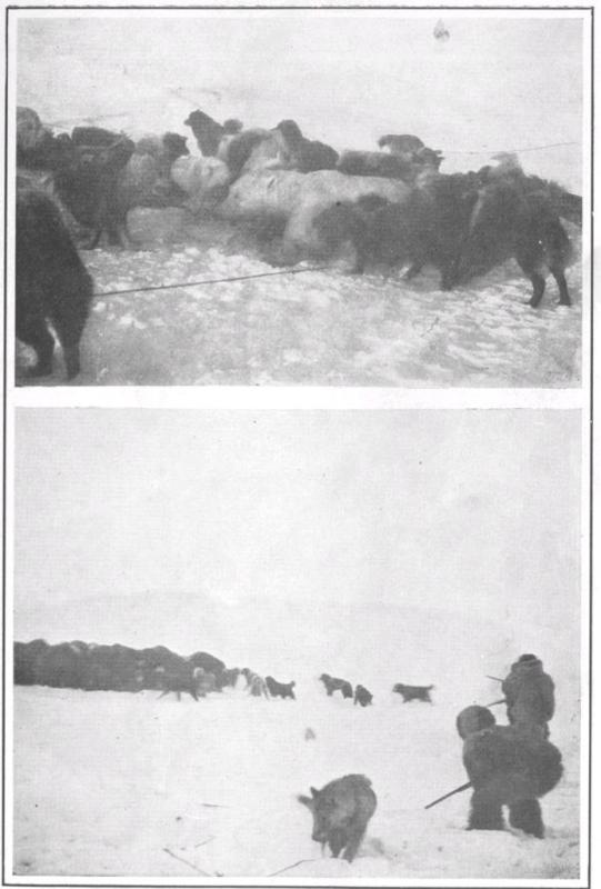 THE CAPTURE OF A BEAR
ROUNDING UP A HERD OF MUSK OXEN