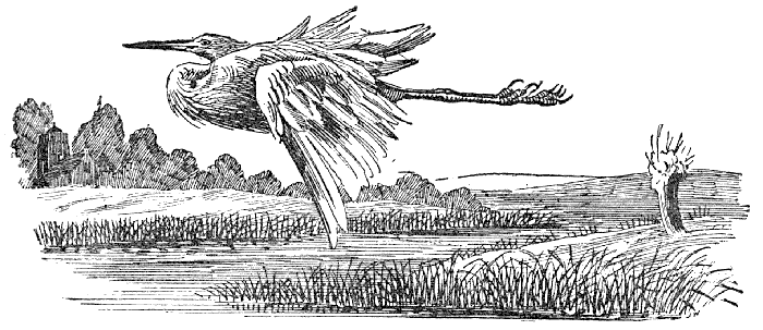 Flying Heron