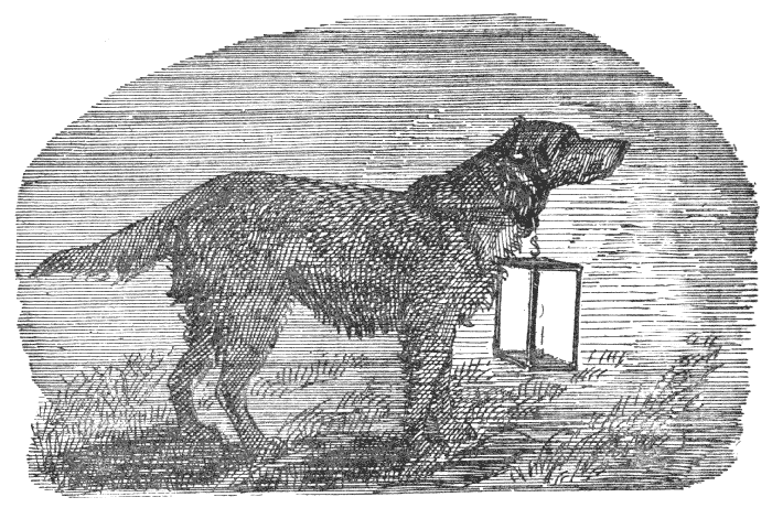 Dog with Lantern Hanging from Neck