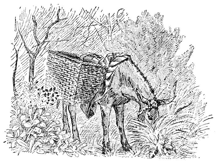 Donkey with Panniers