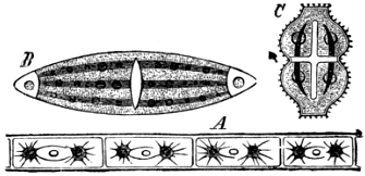 Fig. 3. A, Fragment of a Filament of Zygnema, one of the Conjugateæ; B, Closterium; C, Euastrium; two desmids.