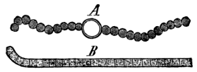 Fig. 4. A, Fragment of a Filament of Nostoc. B, End of a Filament of Oscillatoria.