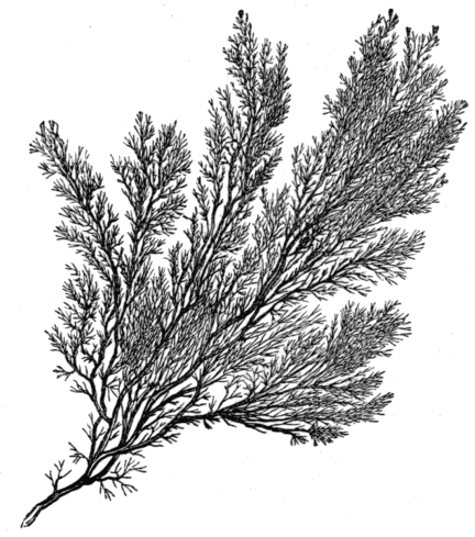 Fig. 5. Species of Callithamnion.