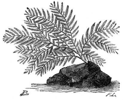 Fig. 9. Ptilota plumosa.