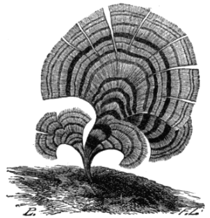 Fig. 11. Padina pavonia.