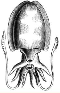 Fig. 7. Sepia officinalis.