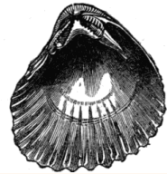 Fig. 18. Trigonia margaritacea.