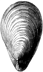 Inoceramus concentricus (from the Gault).