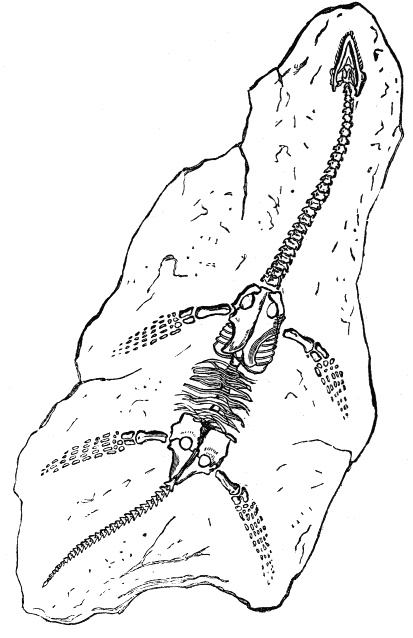 Plesiosaurus (from the Lias).