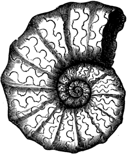 Ceratites nodosus (from the Muschelkalk).