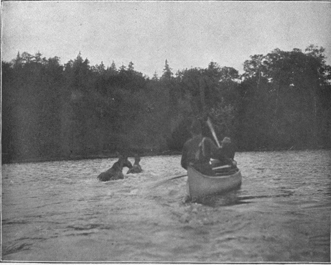 COW AND CALF MOOSE LEAVING THE WATER. (Lobster Lake.)

Photographed from Life.