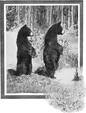 Bear Cubs Photo by F. J. Haynes