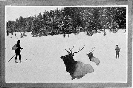 Elk In Winter Photo by F. J. Haynes