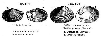 Fig. 113: Leda truncata; Fig. 114: Tellina calcarea, Chem.