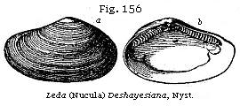 Fig. 156: Leda (Nucula) Deshayesiana.