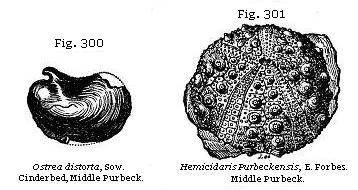 Fig. 300: Ostrea distorta. Fig. 301: Hemicidaris Purbeckensis.