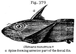 Fig. 379: Chimæra
monstrosa.