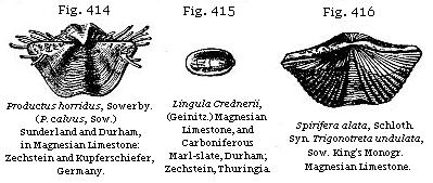 Fig. 414: Productus horridus. Fig. 415: Lingula Crednerii. Fig. 416: Spirifera alata.