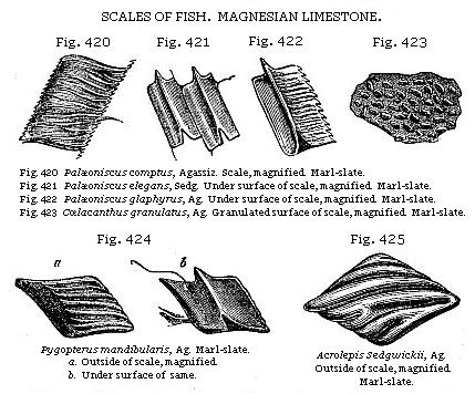 Fig. 420: Palæoniscus comptus. Fig. 421: Palæoniscus elegans. Fig. 422:
Palæoniscus glaphyrus. Fig. 423: Cœlacanthus granulatus. Fig. 424: Pygopterus
mandibularis. Fig. 425: Acrolepis Sedgwickii.