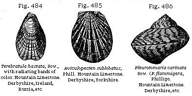 Fig. 484: Terebratula hastata. Fig. 485: Aviculopecten sublobatus. Fig. 486:
Pleurotomaria carinata.