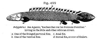 Fig. 499: Polypterus. Living in the Nile and other rivers.