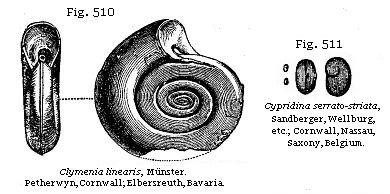 Fig. 510: Clymenia linearis. Fig. 511: Cypridina serrato-striata.