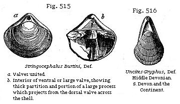 Fig. 515: Stringocephalus Burtini. Fig. 516: Uncites Gryphus.