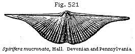 Fig. 521: Spirifora mucronata.