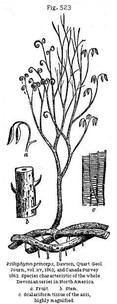 Fig. 523: Psilophyton princeps.