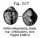 Fig. 527: Orthis elegantula.