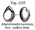 Fig. 528: Rhynchonella navicula.