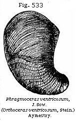 Fig. 533: Phragmoceras ventricosum.