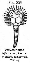 Fig. 539: Pseudocrinites bifasciatus.